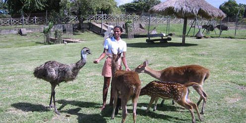 15 mauritius attractions wildlife